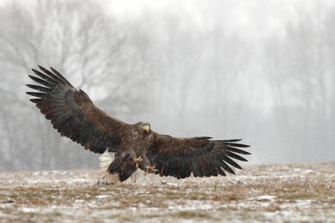 White-tailed Eagle (Haliaeetus albicilla) flying, Poland