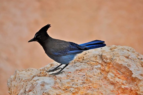 Diademed Jay (Cyanocitta stelleri)