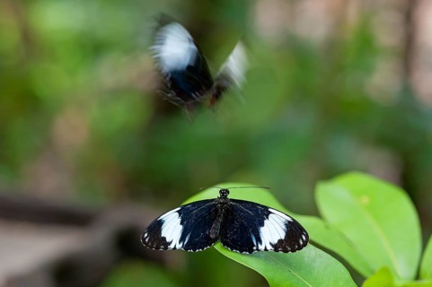 Cydno Longwing (Heliconius cydno), a second specimen captured in motion blur, in captivity,