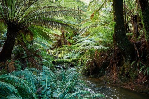 Nature landscape of the rainforest in the Great Otway National Park in spring, Australia