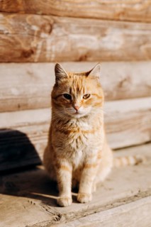 A ginger domestic cat with striking stripes sits comfortably outside a wooden house, basking in the
