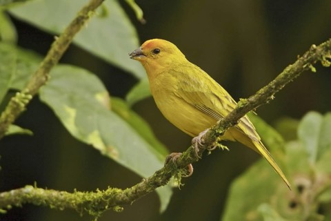 Saffron Finch (Sicalis flaveola) male, Ecuador