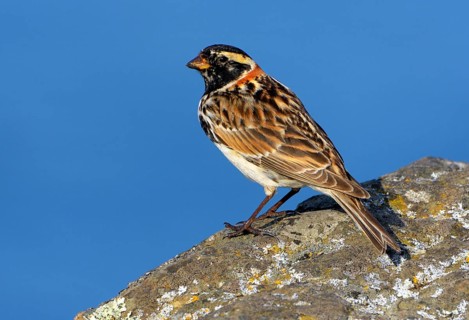 Lapland Longspur (Calcarius lapponicus) Vcitoria BC, Canada