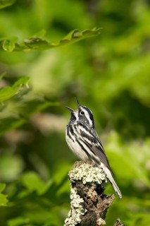 Black-and-white Warbler Mniotilta varia Tamarack, Aitkin County, Minnesota, USA 11 June Adult Male