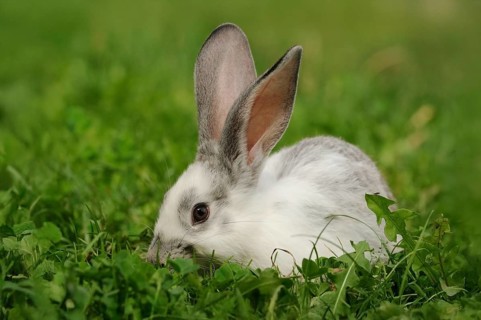A white-grey hare sits in the lush grass, domestic rabbit (Oryctolagus cuniculus forma domestica),