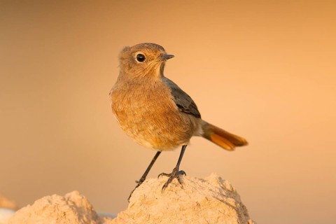 Moussier's Redstart (Phoenicurus moussieri) female, Morocco