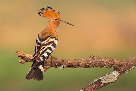 Hoopoe, (Upupa epops), on perch, hoopoe family, formerly raptors, Hides de El Taray / Lesser Kestr,