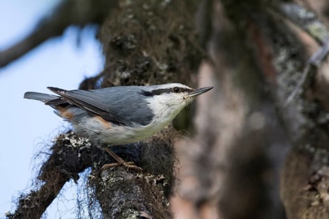 Asian Nuthatch - Kleiber - Sitta europaea ssp. asiatica, Russia (Ural), adult