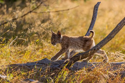 One young (10 weeks old) male Eurasian lynx, (Lynx lynx), walking over a rotten tree. Backlit