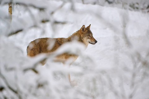 A wolf in a snow-covered forest looks attentively into the distance, Winter, Wolf (Canis lupus),