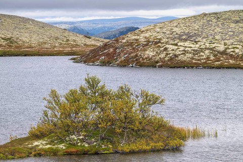Mountain birches on an island in a mountain lake, Alvdal Vestfjell, Hedmark, Innlandet, Norway,