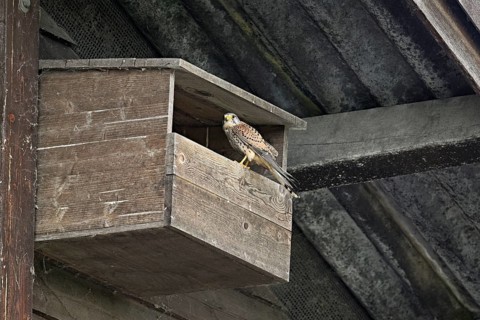 Kestrel (Falco tinnunculus), female sitting in nesting box, Switzerland