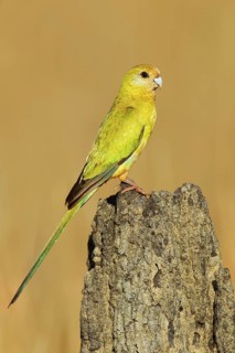 Golden-shouldered Parrot (Psephotellus chrysopterygius) female, Queensland, Australia