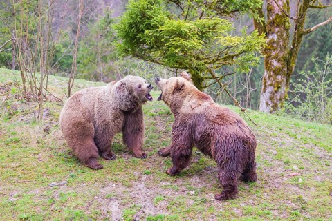 A female and a male eurasian brown bear (Ursus arctos arctos) meet each other the first time on a