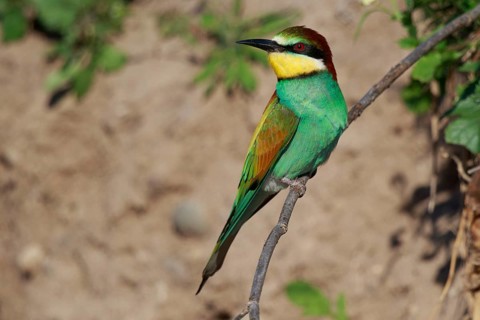 European Bee-eater (Merops apiaster) perched on a branch, Greece