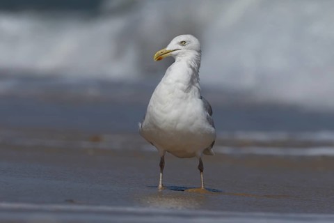 Herring gull (Larus argentatus) adult seagull bird on a seaside beach, England, United Kingdom