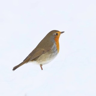 Robin (Erithacus rubecula), in winter on the ground in the snow, Wilnsdorf, North Rhine-Westphalia,