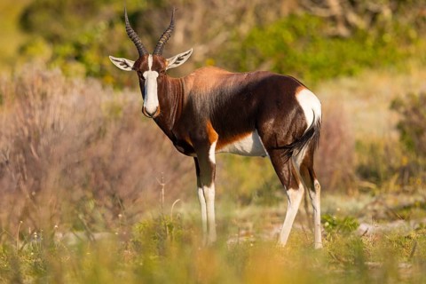 Bontebok, (Damaliscus pygargus), antelope, Table Mountain National Park Cape of Good Hope Nature