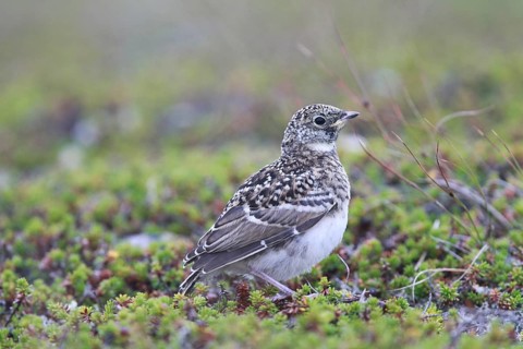 Horned Lark (Eremophila alpestris) juvenile, Varanger, Norway