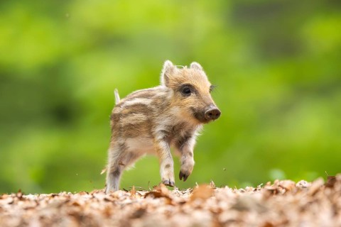 Wild boar (Sus scrofa) piglet running in a forest, Bavaria, Germany