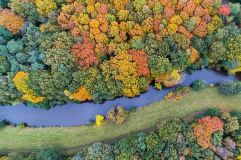 Hunte in autumn Barneführer wood, forest, autumn colors, Westerburg, Wardenburg, Lower Saxony,