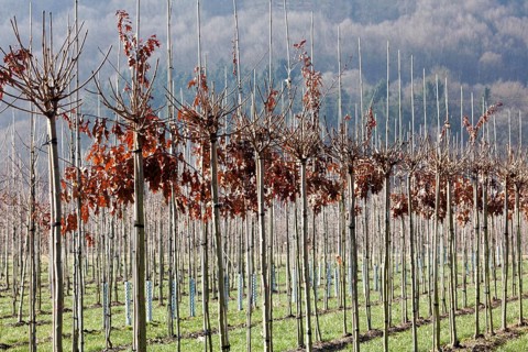 Tree nursery, Germany