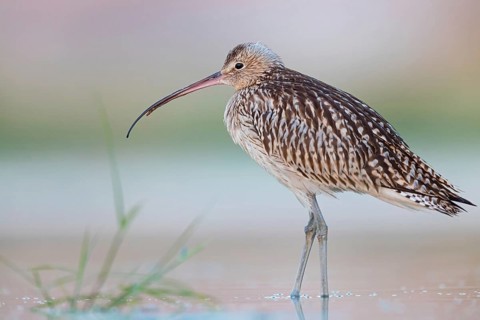 Eurasian curlew, curlew, (Numenius arquata), snipe family, biotope, habitat, food cue Salalah,