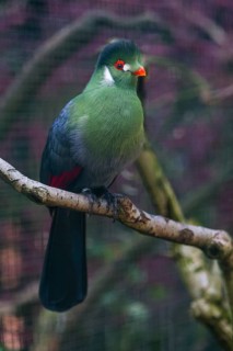 White-cheeked Turaco (Menelikornis leucotis), adult bird perched on a branch, native to Sudan,