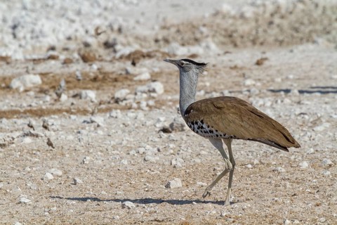 Giant bustard, Ardeotis koris, Africa's heaviest flying bird, Etosha National Park, Namibia