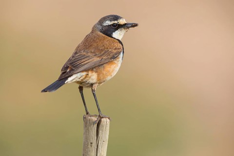 Wheatear, (Oenanthe pileata), on perch, Roads from Malgas to Bredasdorp, Malgas, Western Cape,
