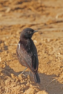 Sooty Chat (Myrmecocichla nigra) male, Masai Mara, Kenya