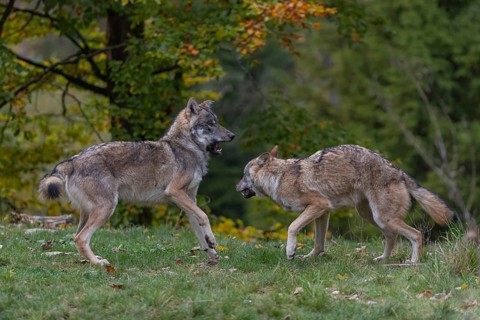 Two young adult eurasian gray wolf (Canis lupus lupus) playing with each other on a hill on green