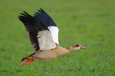Egyptian Goose (Alopochen aegyptiaca) flying, North Rhine-Westphalia, Germany