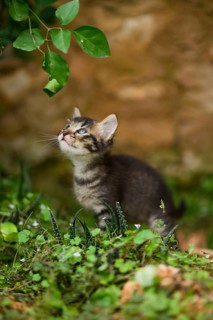 A curious tabby kitten wanders in a garden, gazing upward at the dangling leaves, with vibrant