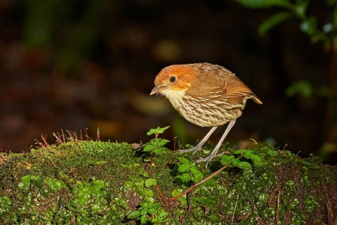 Chestnut-crowned Antpitta (Grallaria ruficapilla) perched on a mossy branch, Ecuador