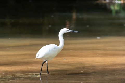 A pristine Little Egret, characterized by its dazzling white plumage and slender black legs, wades