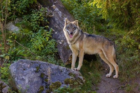 One eurasian gray wolf (Canis lupus lupus) stands on a gray rock with green vegetation and a log in