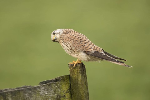 Torenvalk zittend op het hek; Common Kestrel sitting on the fench;
