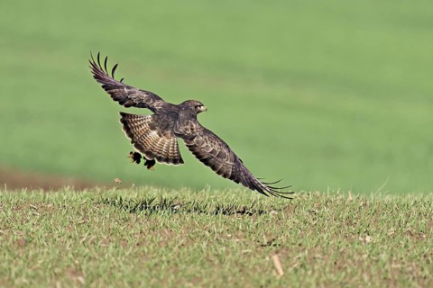 Common buzzard (Buteo buteo), flying over a meadow, Canton Aargau, Switzerland