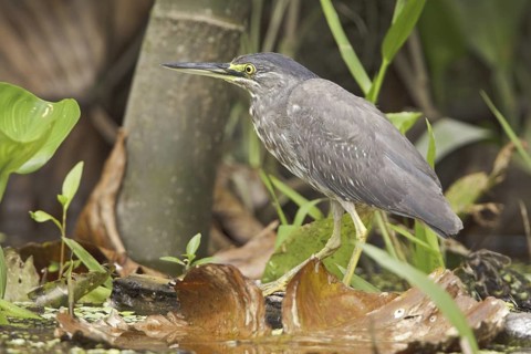 Striated Heron (Butorides striata), Ecuador