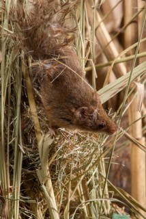 Harvest mouse, Micromys minutus, rodents, rodentia, dwarf mouse, high size, portrait format,