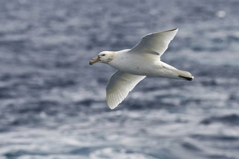 Southern Giant Petrel (Macronectes giganteus), Antarctica