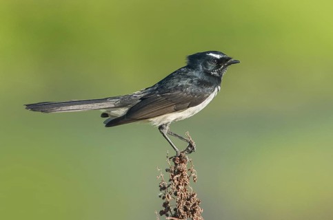 Willie Wagtail (Rhipidura leucophrys), Victoria, Australia