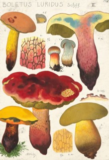 Mushroom, fungi, Lurid bolete, Suillellus luridus, syn. Boletus luridus, authentic reproduction of