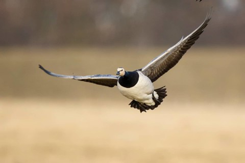 Barnacle Goose (Branta leucopsis) flying, North Rhine-Westphalia, Germany