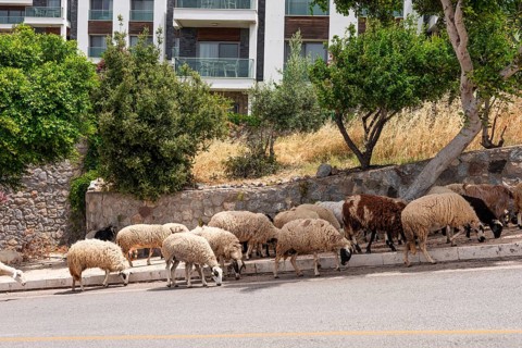 A flock of sheep grazes along a street in Bodrum, Turkiye. The scene includes various sheep with