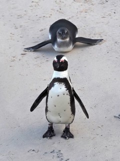 Spectacled penguin (Spheniscus demersus)