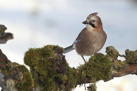 Eurasian Jay (Garrulus glandarius), Baden-Wuerttemberg, Germany