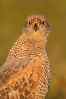 Savanna Hawk (Buteogallus meridionalis) perched on the ground in the Pantanal region of Brazil