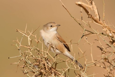 Spectacled Warbler (Sylvia conspicillata) female, Morocco